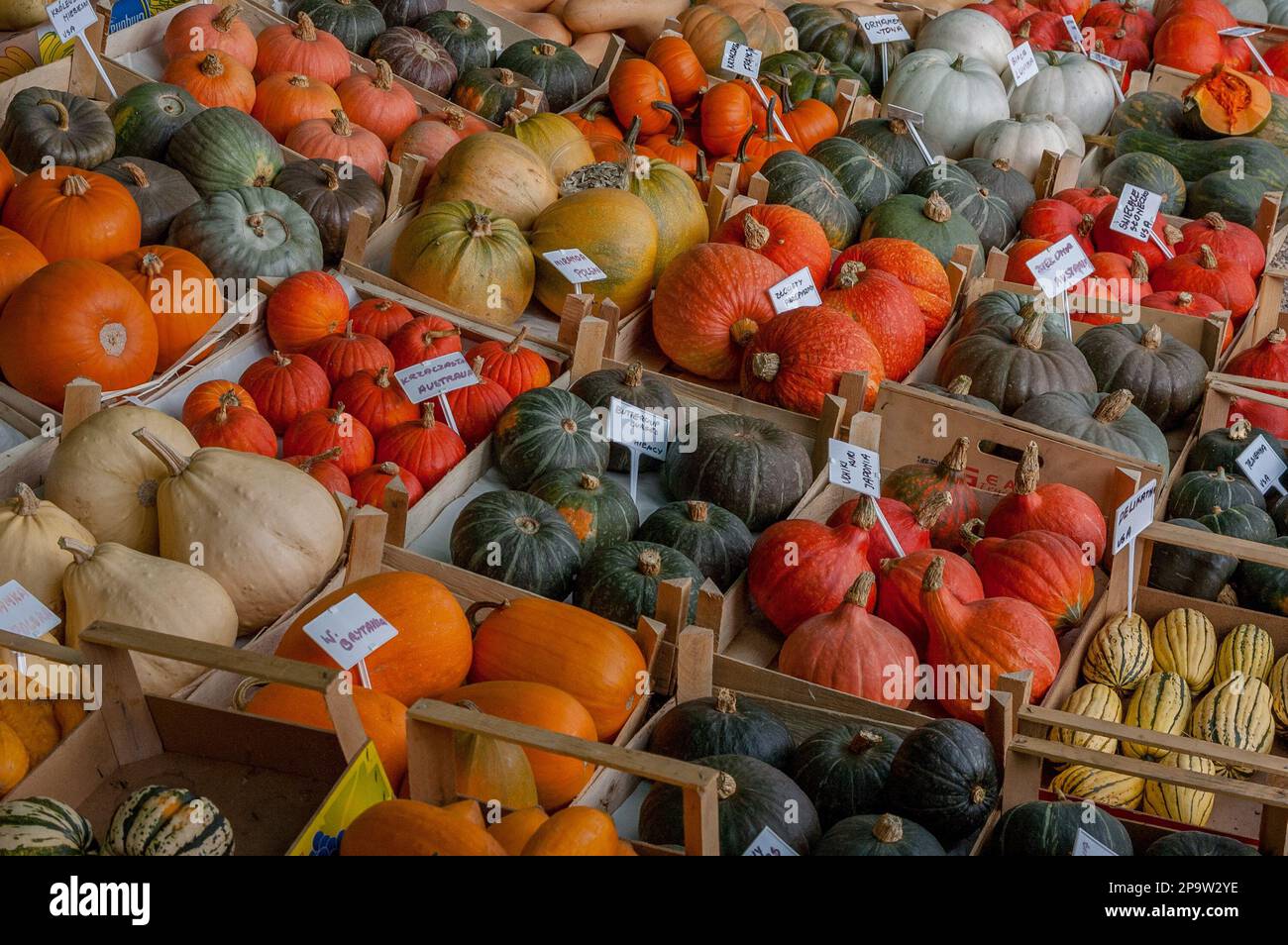 Colorful pumpkinc Stock Photo