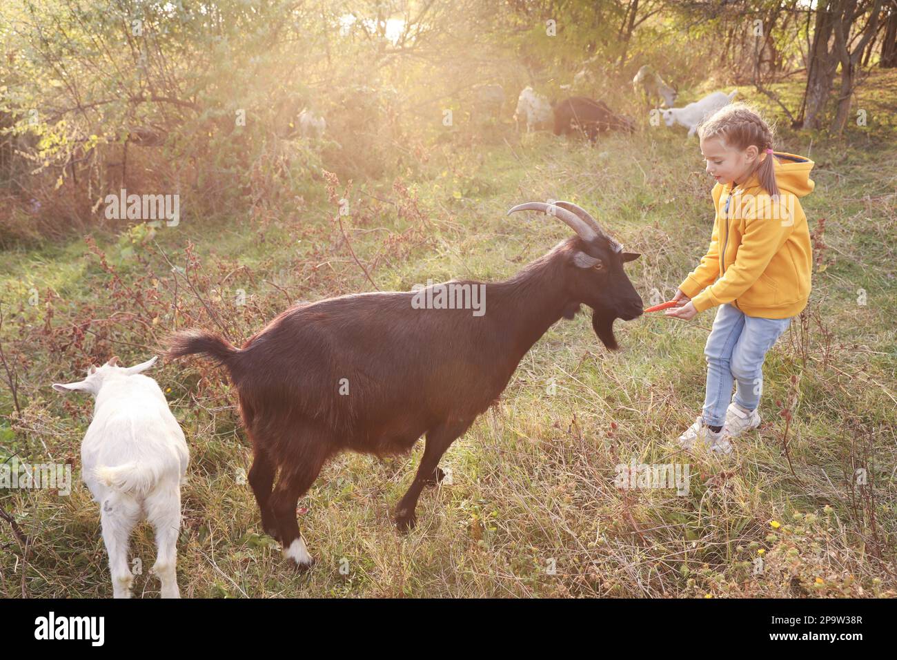 Farm animal. Cute little girl feeding goat on pasture Stock Photo - Alamy