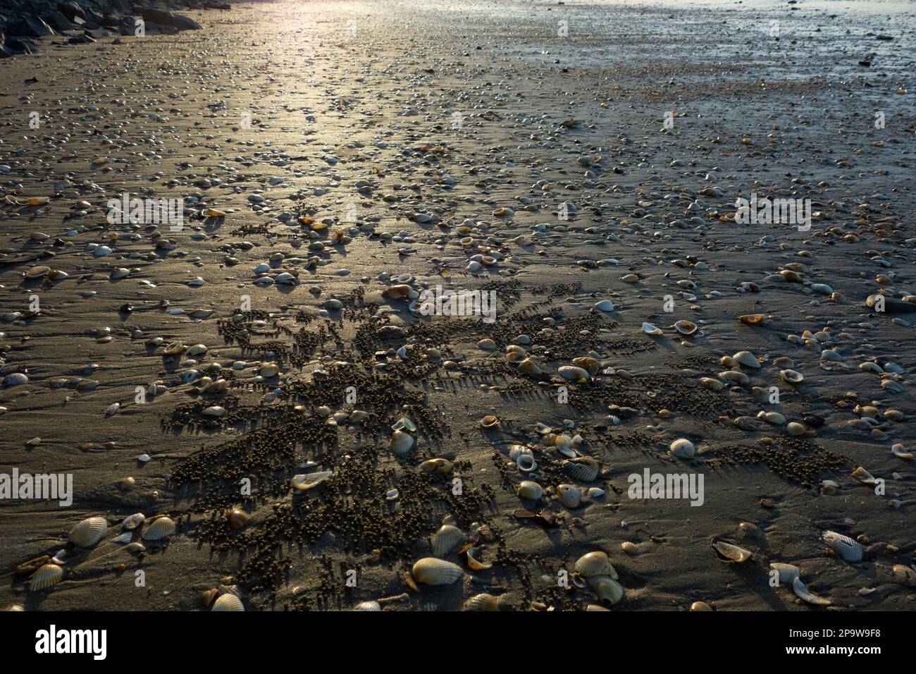 Shells and patterns made by soldier crabs on Shelly beach, Torquay ...