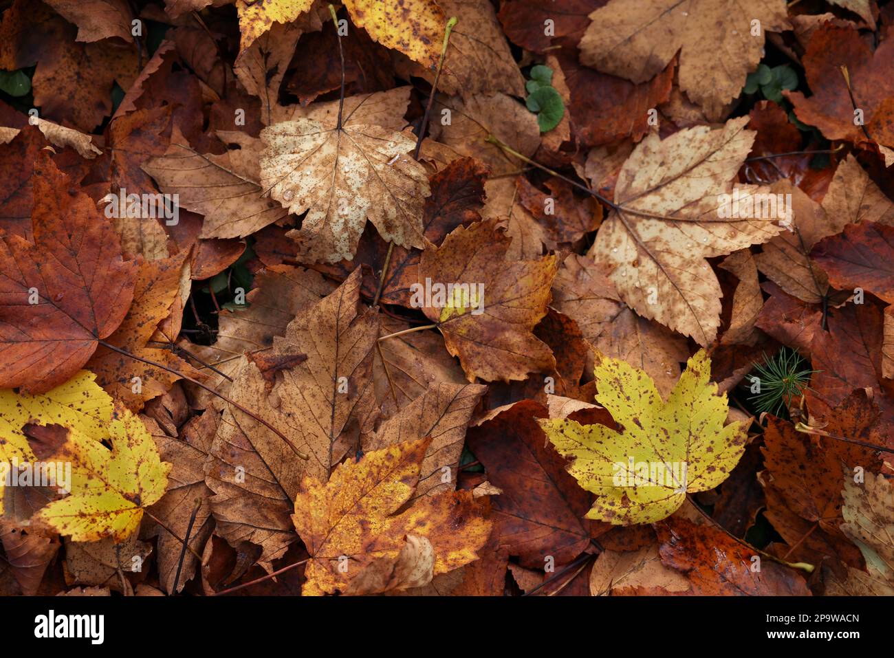 Pile of fallen autumn leaves on ground, top view Stock Photo - Alamy