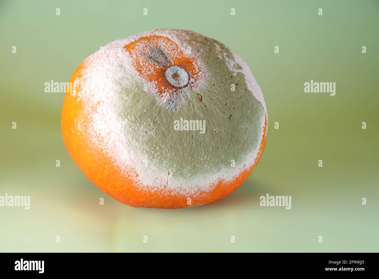 Verschimmelte Mandarine - Makro Stock Photo