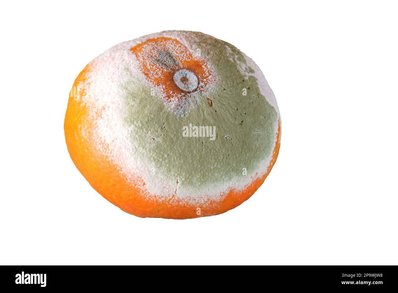 Verschimmelte Mandarine - Makro Stock Photo