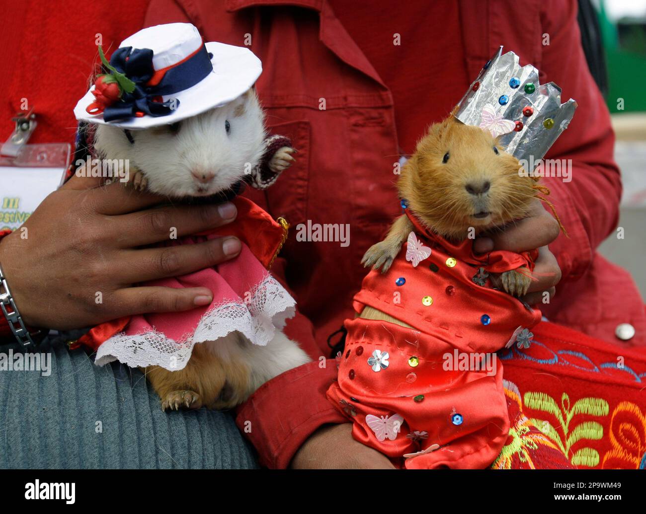 dressed guinea pigs Clysee 10 Pcs Pig Clothes, 5 Guinea Pig Costume Outfit, 5 Mini Hat with Adjustable Strap Small Animal Warm Vest Sweater Cozy Hand Knitted Hat for Hamster Bunny (Fresh Guinea Pigs Cuy Traditional Dresses
