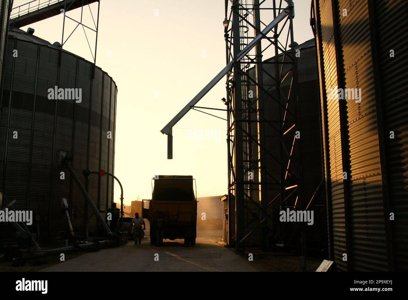 A local farmer unloads wheat at the Pilot Grove Cooperative Elevator Inc. facility in Pilot
