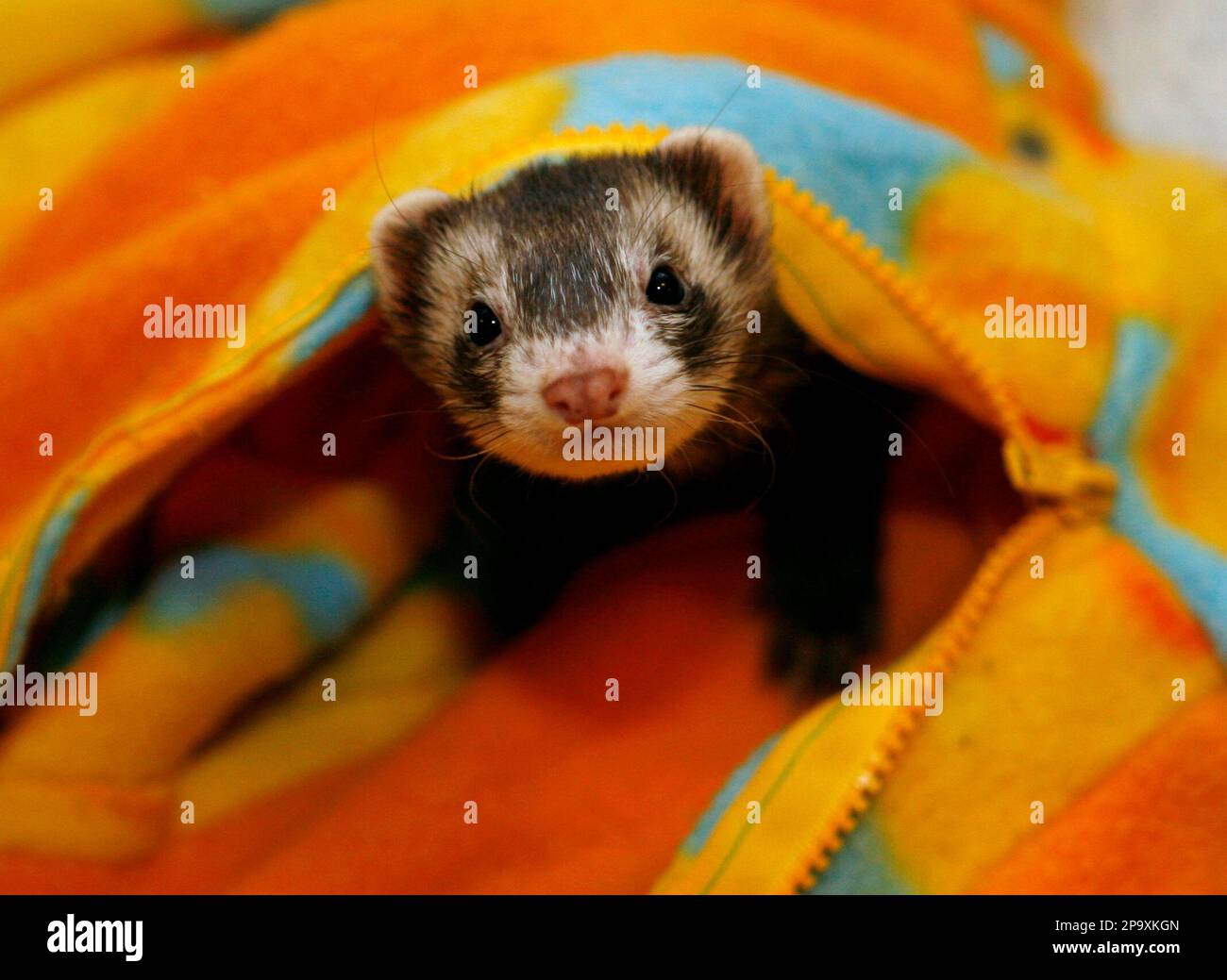 ** FOR USE WITH AP LIFESTYLES ** A ferret peeks out from under a