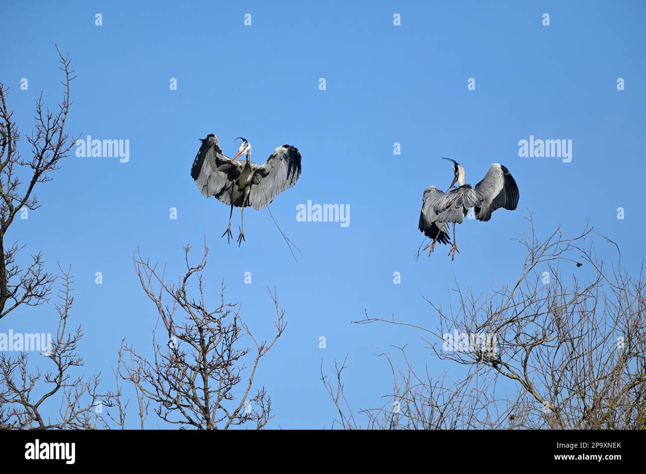 Vienna, Austria. Gray Herons (Ardea cinerea) gathers branches for nest