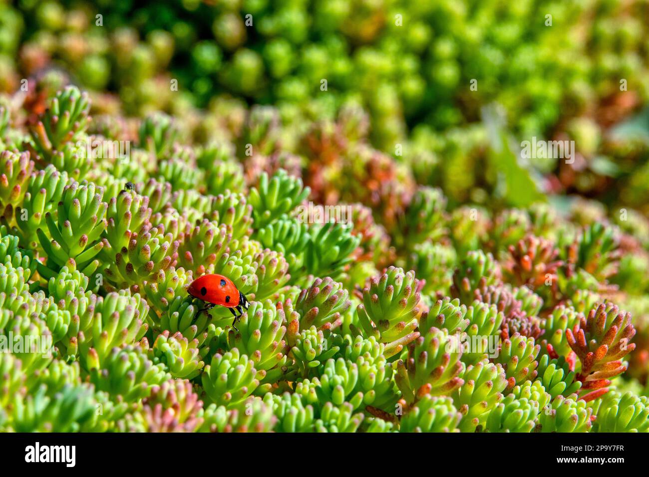 A ladybug (Coccinella septempunctata) on a Hairy Stonecrop (Sedum hirsutum) plant Stock Photo
