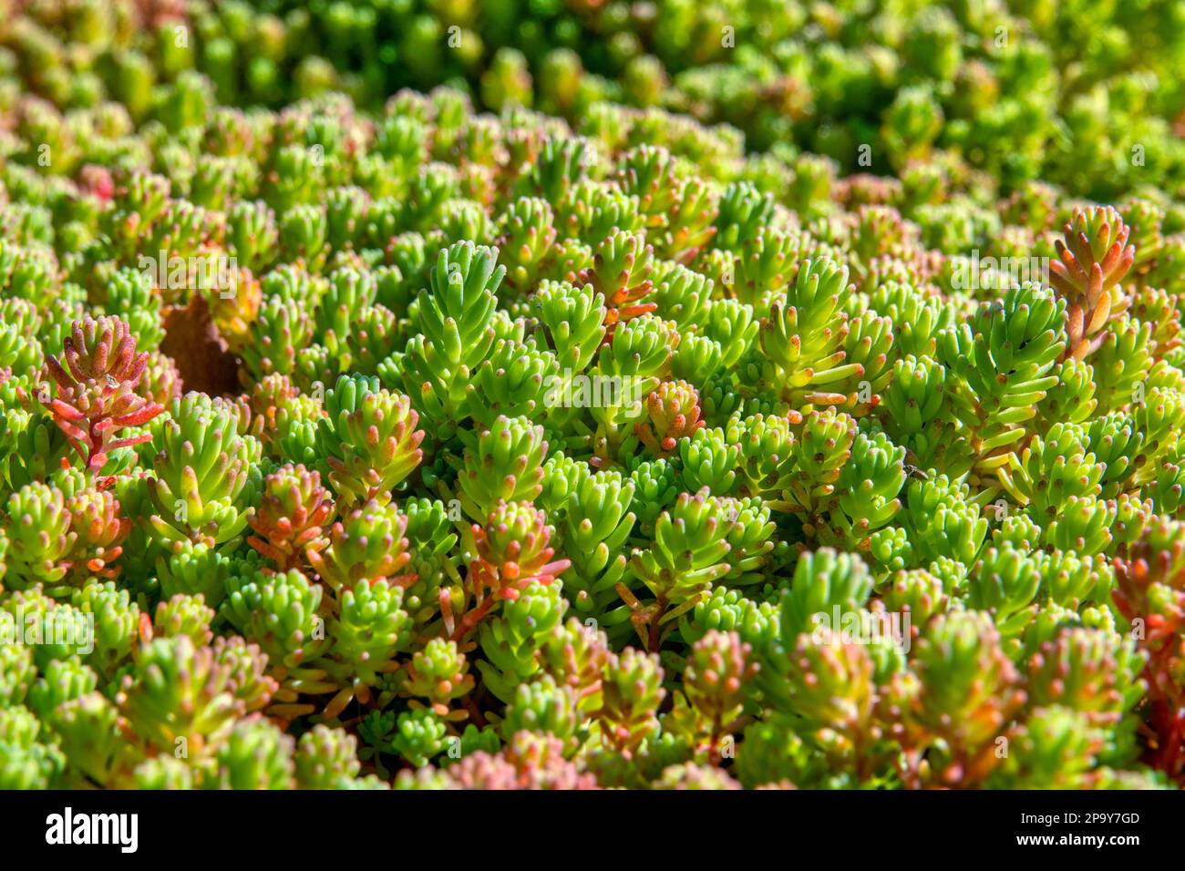 Close up of a hairy Stonecrop (Sedum hirsutum) Stock Photo