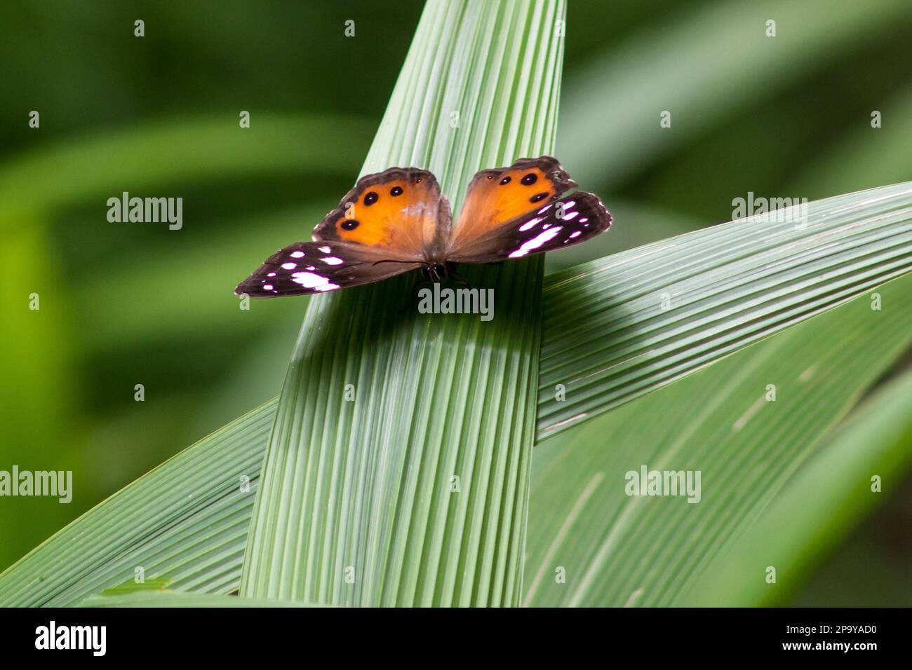 A shy bright orange colored butterfly, known as a Forest Beauty (Paralethe dendrophilus) resting, wings spread open Stock Photo
