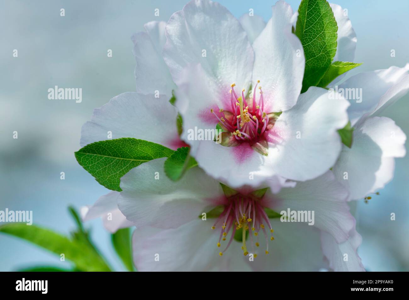 Tender almond tree blossom close-up Stock Photo