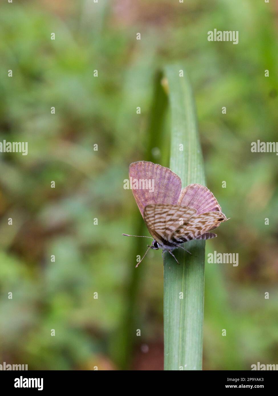 A tiny purplish blue butterfly in along the fringes of the Afromontane Forest in Magoebaskloof in South Africa Stock Photo