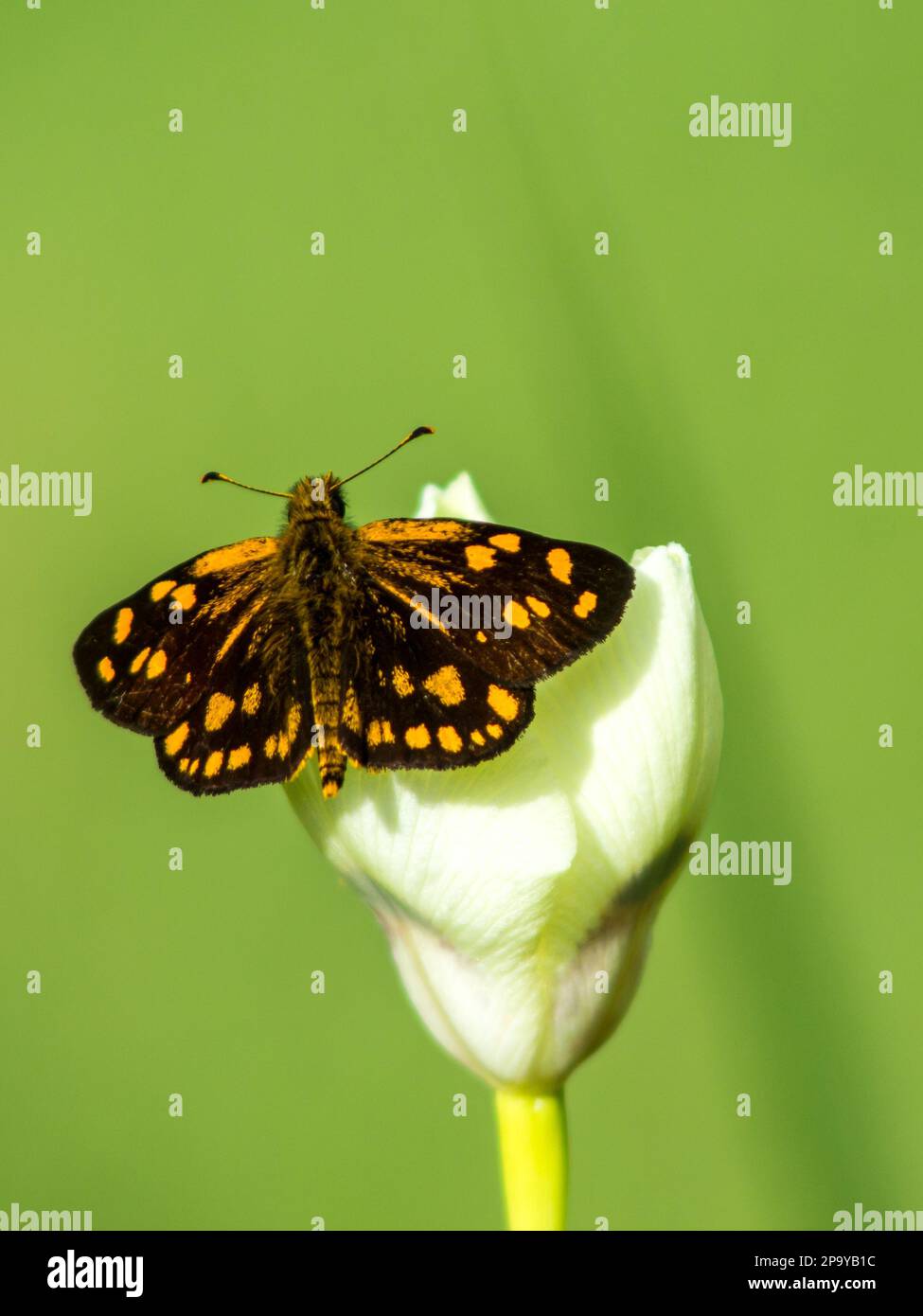 A small butterfly named a Gold-spotted Sylph, Metisella Metis, perched with its wings spread on a delicate white flower bud Stock Photo