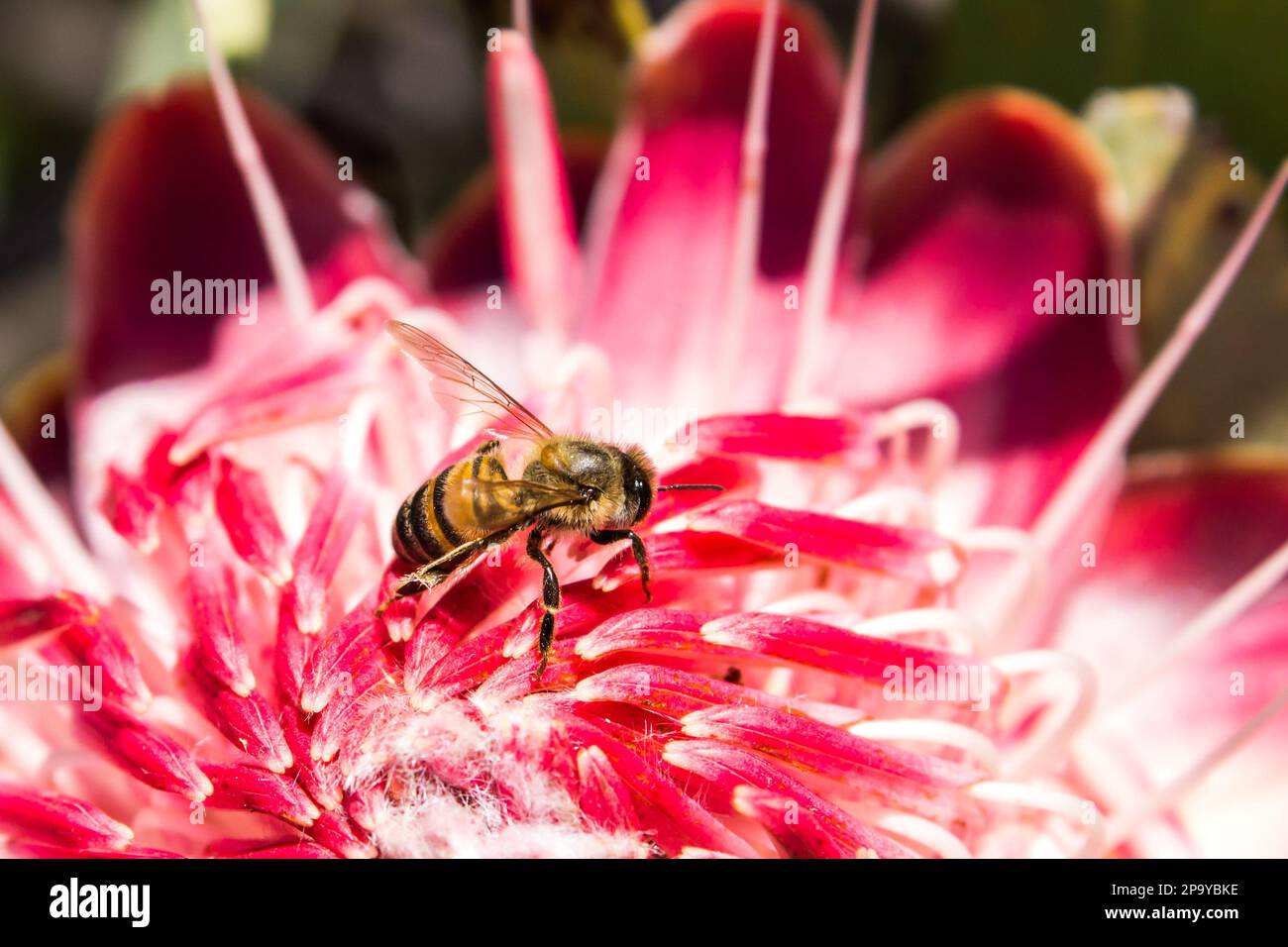 Close-up of a honey bee, foraging on a bright pink flower of a common sugar bush, in the Suburban park of Kloofendal in Roodepoort, South Africa Stock Photo