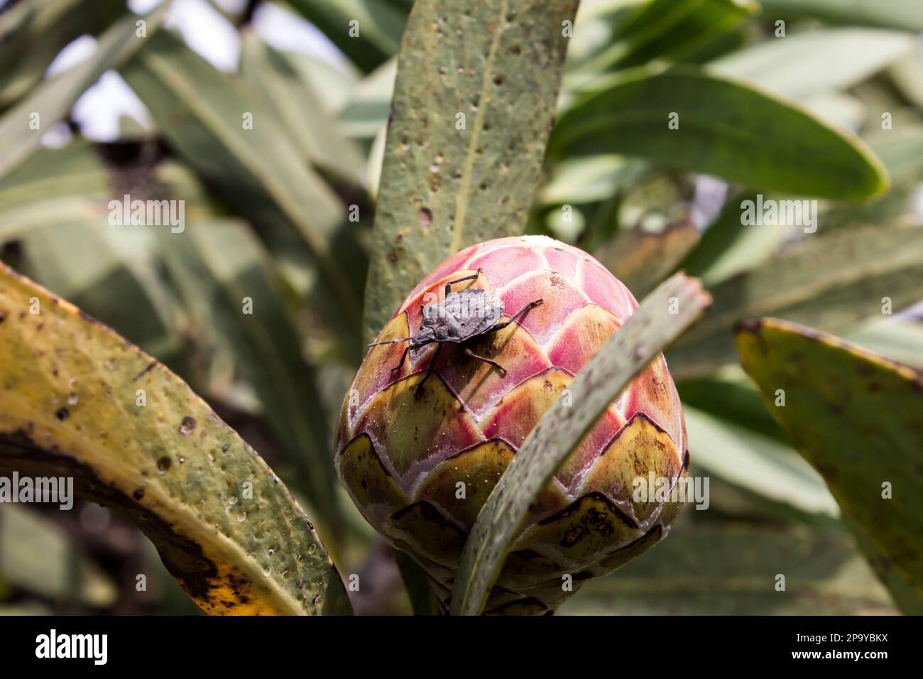 A bark stink bug on a Common Sugar Bush Protea flower bud in the Kloofendal nature reserve, Roodepoort, South Africa. Stock Photo