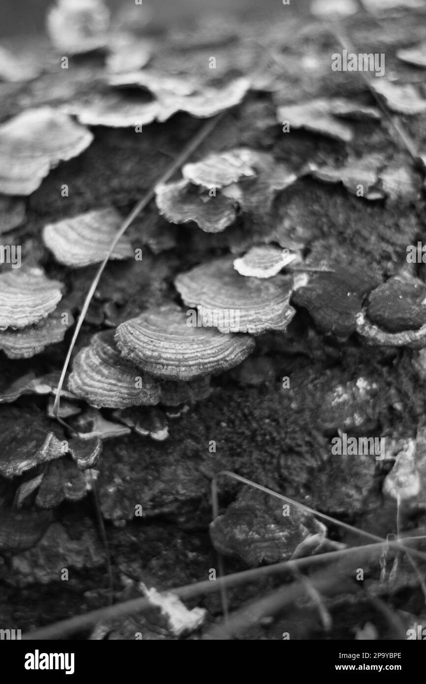 Wild turkey mushrooms growing on the rotting log in a black and white monochrome. Stock Photo