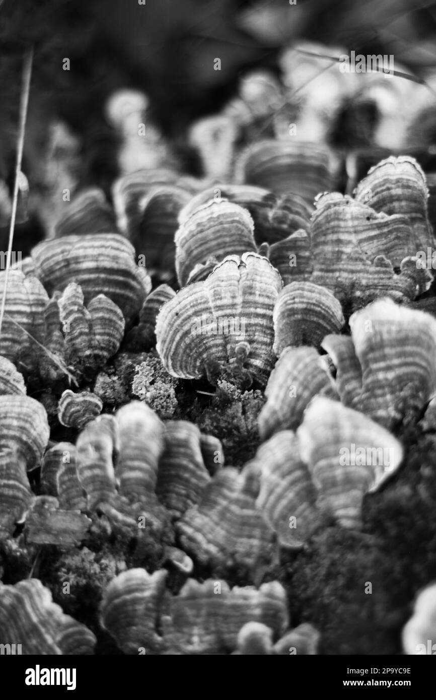 Wild turkey mushrooms growing on the rotting log in a black and white monochrome. Stock Photo