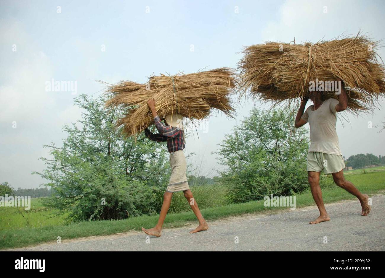 Farmers carry paddy at Sherpur village about 56 kilometers 35