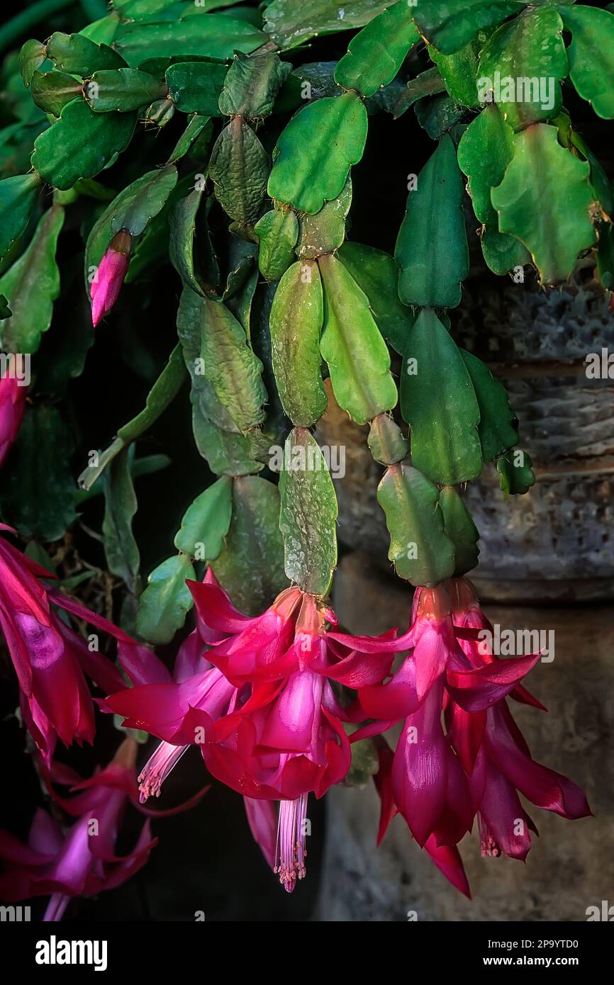 Epiphytic cactus hi-res stock photography and images - Alamy