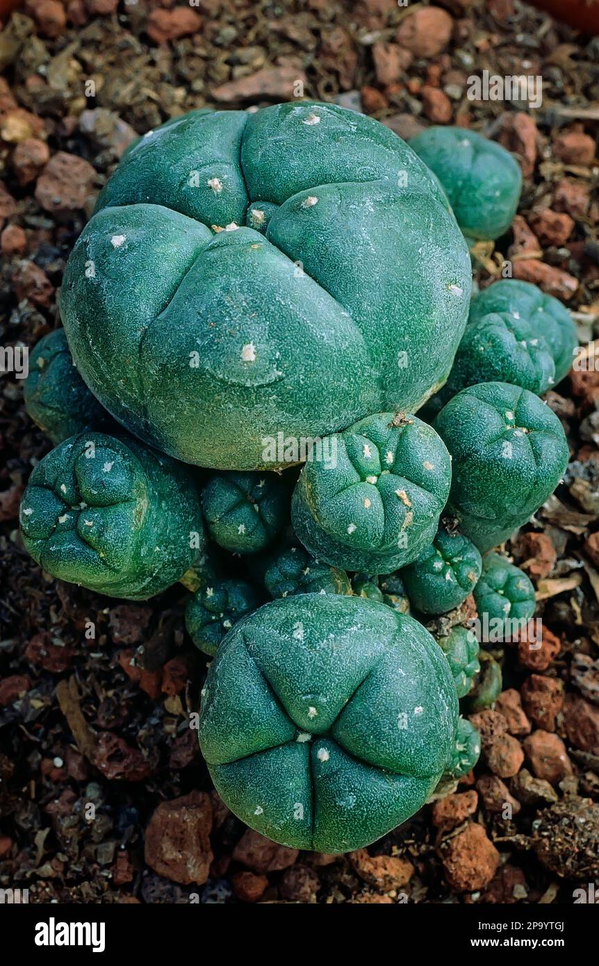 Peyote (Lophophora williamsii var. caespitosa) Cactaceae. Hallucinogenic plant of Central America. Cactus in flower Stock Photo