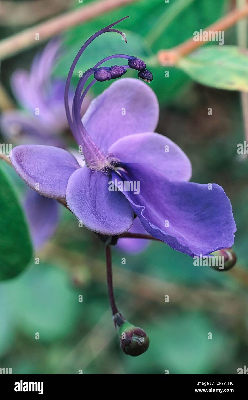 Blue Butterfly Flower (Rotheca myricoides CV ugandense, syn: Clerodendrum ugandense), Lamiaceae. evergreen shurb, horticoltural flower's plant. Stock Photo