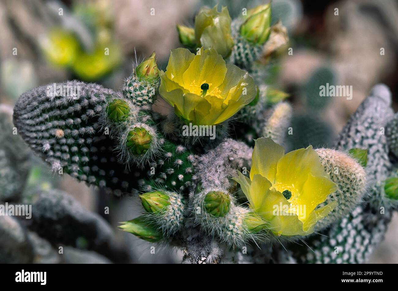 Bunny ears cactus (Opuntia microdasys var. albispina). Cactaceae, succulent plant, ornamental cactus. Stock Photo
