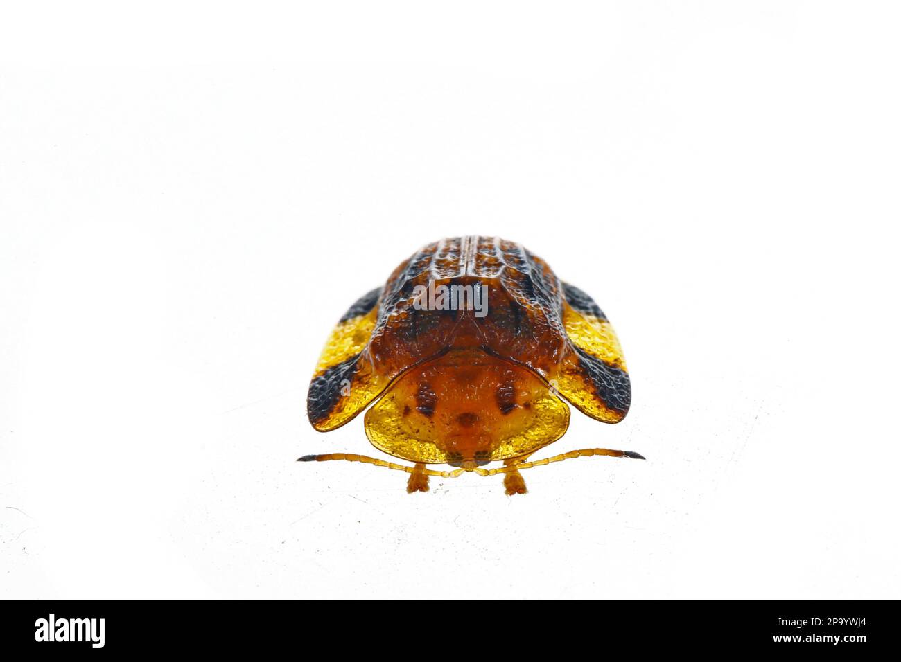 Beet big tortoise shell on a white background, close-up pictures Stock ...