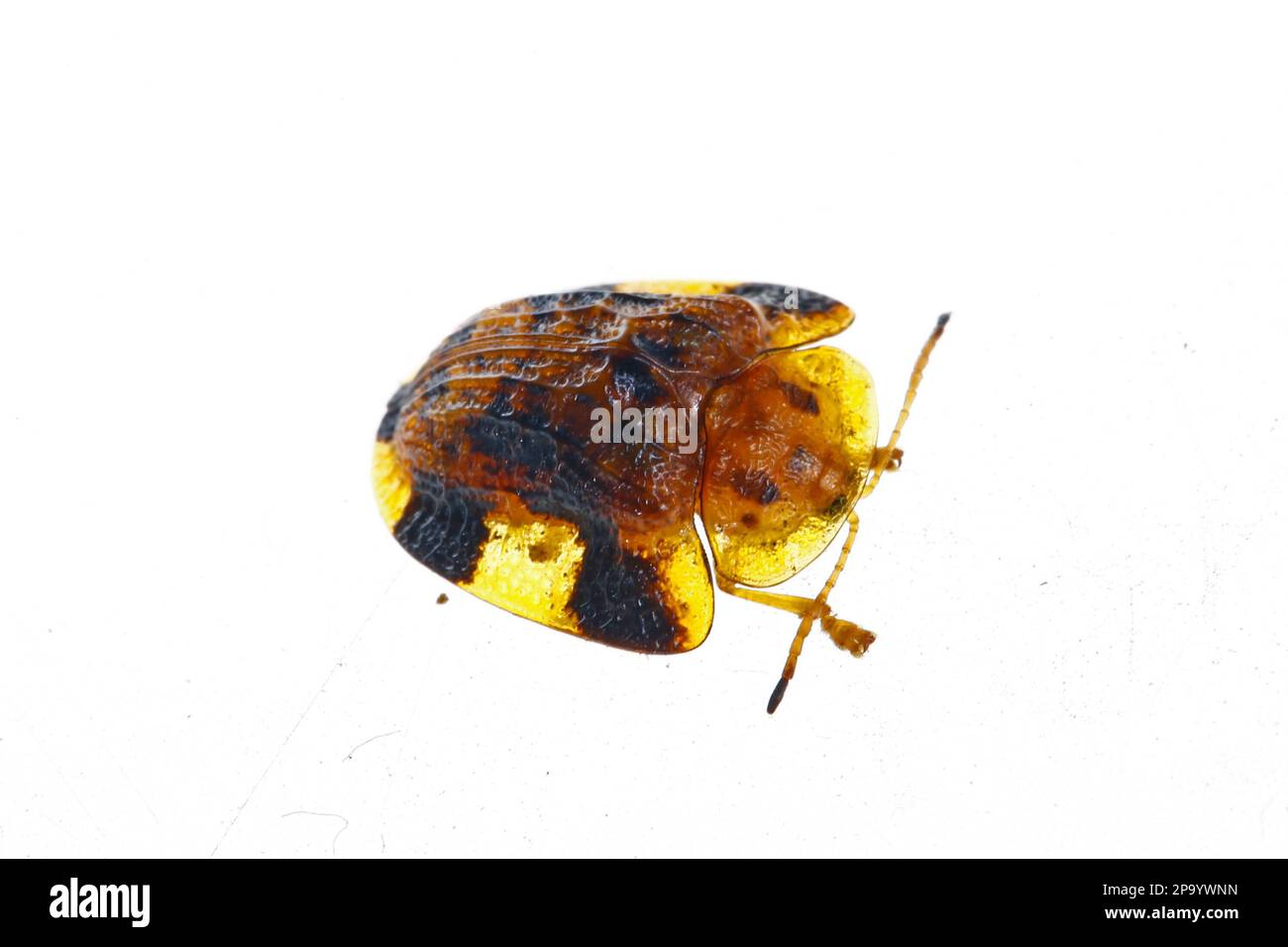 Beet big tortoise shell on a white background, close-up pictures Stock ...