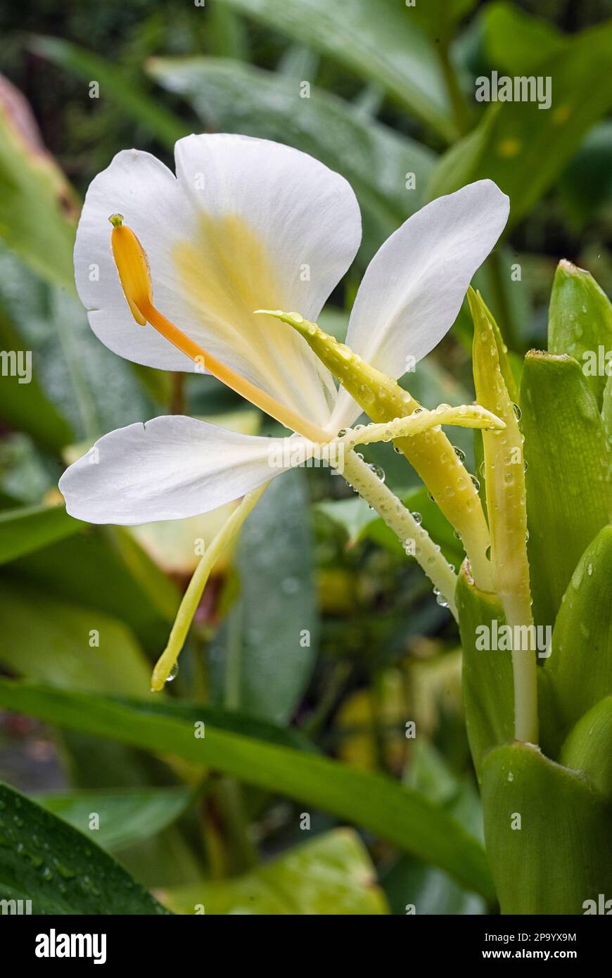 White ginger lily (Hedychium coronarium), Zingiberaceae. perennial grass, rhizomatous, white flower. Stock Photo