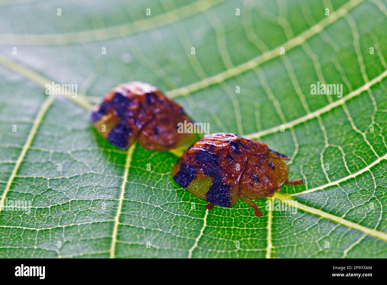 Beet big tortoise shell on a white background, close-up pictures Stock ...