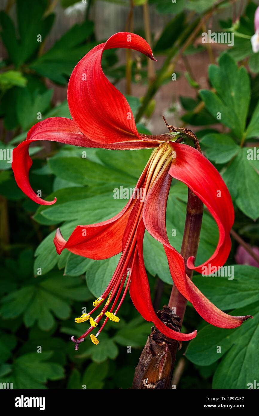 Aztec lilies (Sprekelia formosissima), Amaryllidaceae. Rare bulbous native to Mexico also called Jacobean lilies. bright red flower. Stock Photo