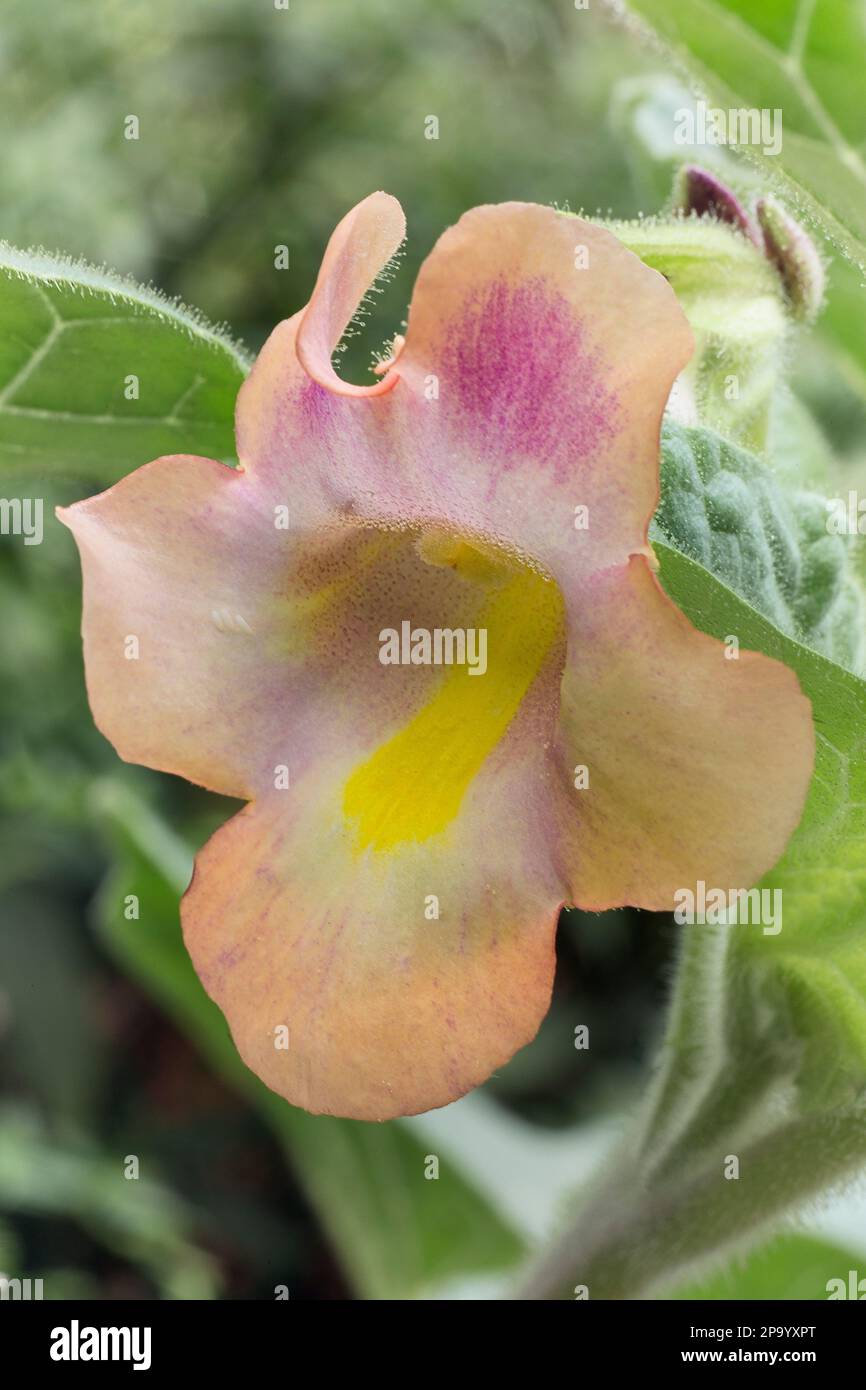 Doubleclaw (Proboscidea parviflora), Martyniaceae. annual herb, yellowish pink flower Stock Photo