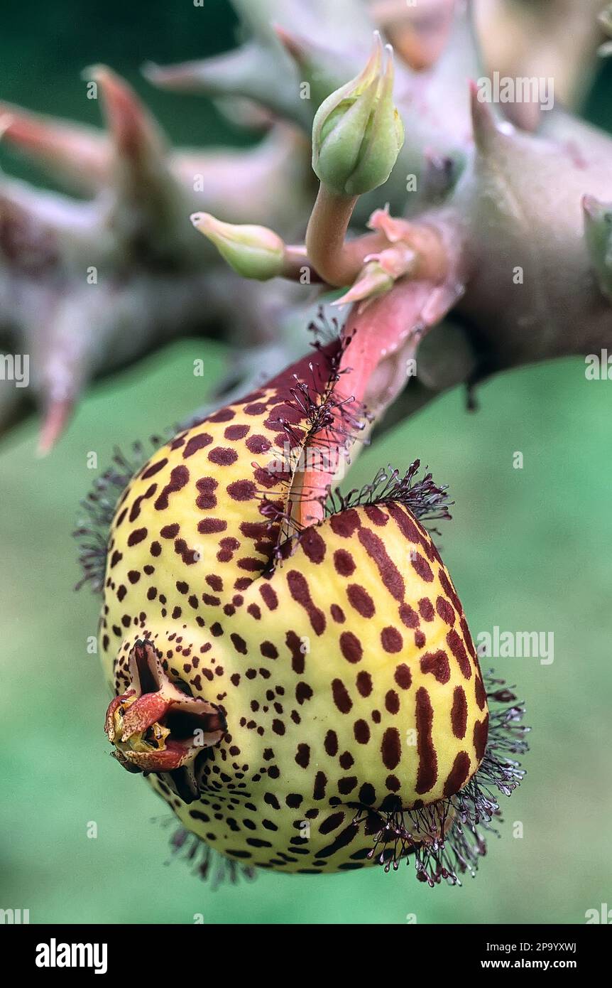 Star flower (Orbea speciosa), Asclepiadaceae. African succulent plant. showy yellow flower. Stock Photo