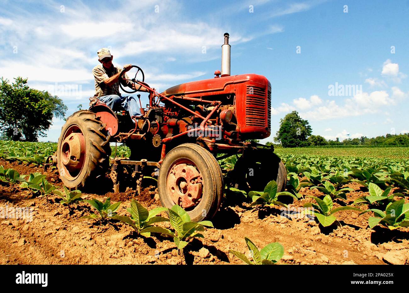 Corky Dugan uses a 1954 model tractor to cultivate burley tobacco near  May's Lick, Ky. Monday, June 23,2008. Dugan has been farming with this  tractor for over 50 years. (AP Photo/The Ledger