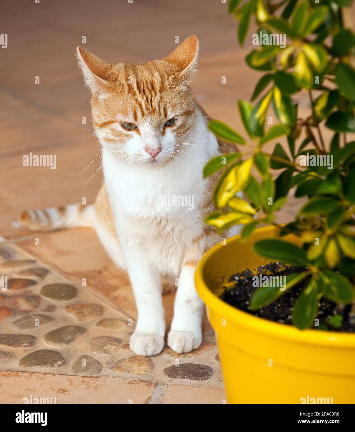 junge Hauskatze (Felis catus) Kätzchen Kitty erkundet den Garten Stock Photo