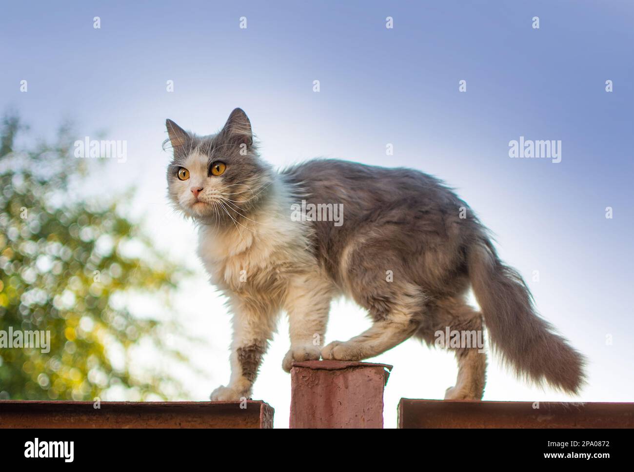 Cat lies on the edge of an old fence on backyard. Elegant and beautiful ...