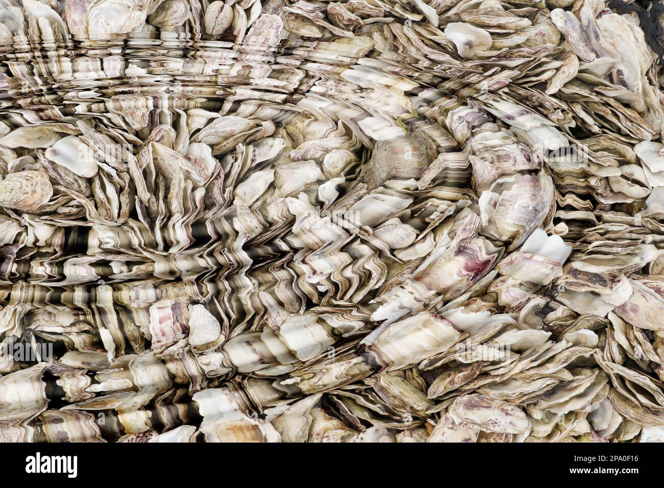 Water ripples over shells of clams and oysters Stock Photo Alamy