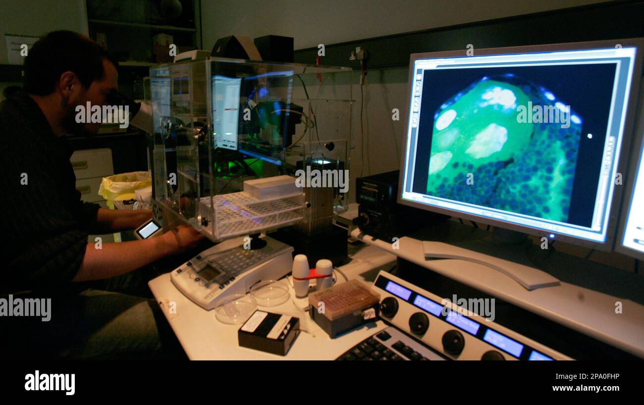 A technician uses an electron microscope showing the female mosquito's ...