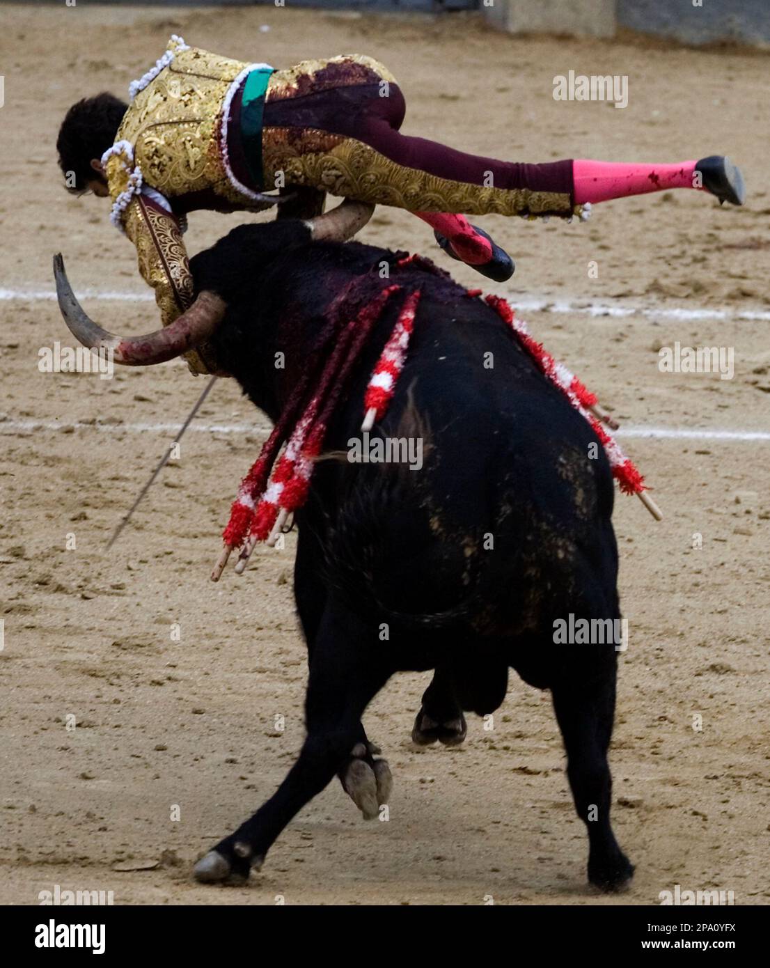 Detailed Spain’s Greatest Matador Gored By Bull In Comeback From Retirement Scene Illustration Detailed Spain’s Greatest Matador Gored By Bull In Comeback From Retirement Scene Illustration