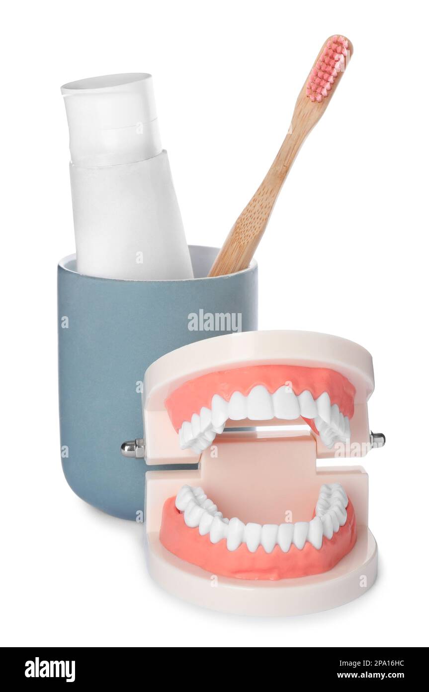 Educational dental typodont model with teeth near paste and brush in