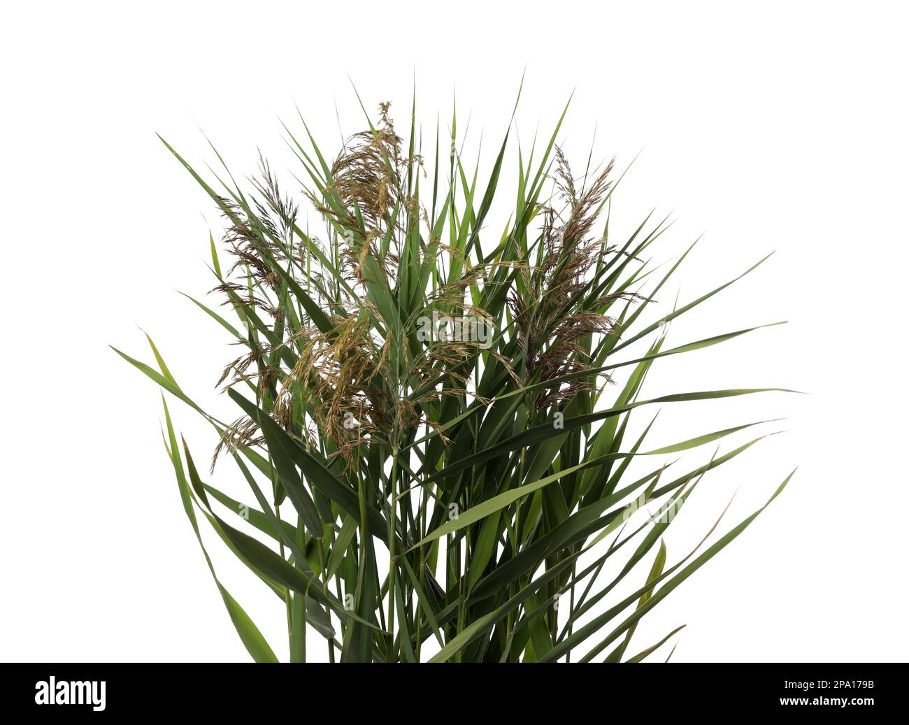 Beautiful reeds with lush green leaves and seed heads on white