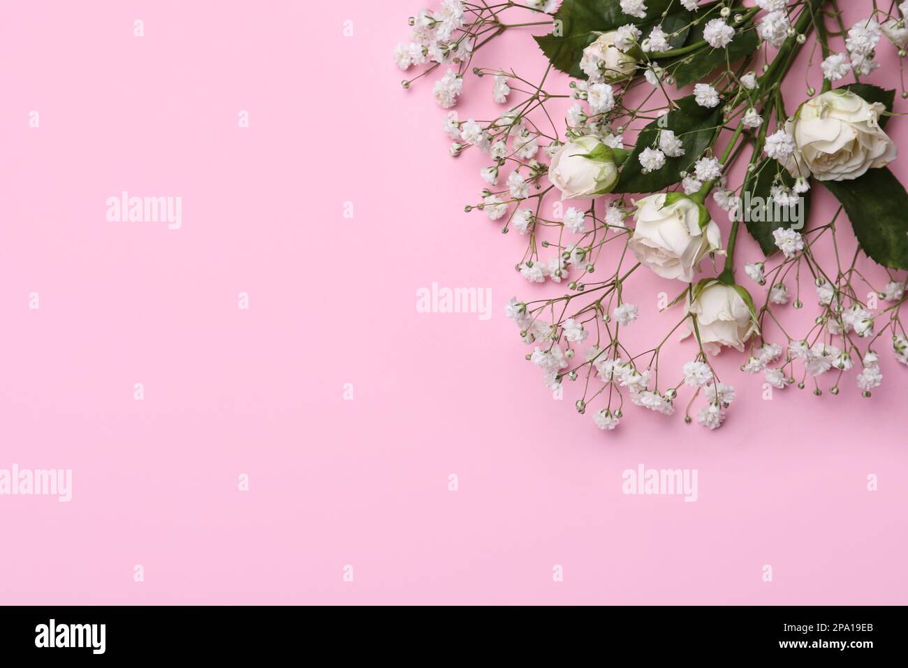 Beautiful white gypsophila and roses on pink background, top view. Space for text Stock Photo