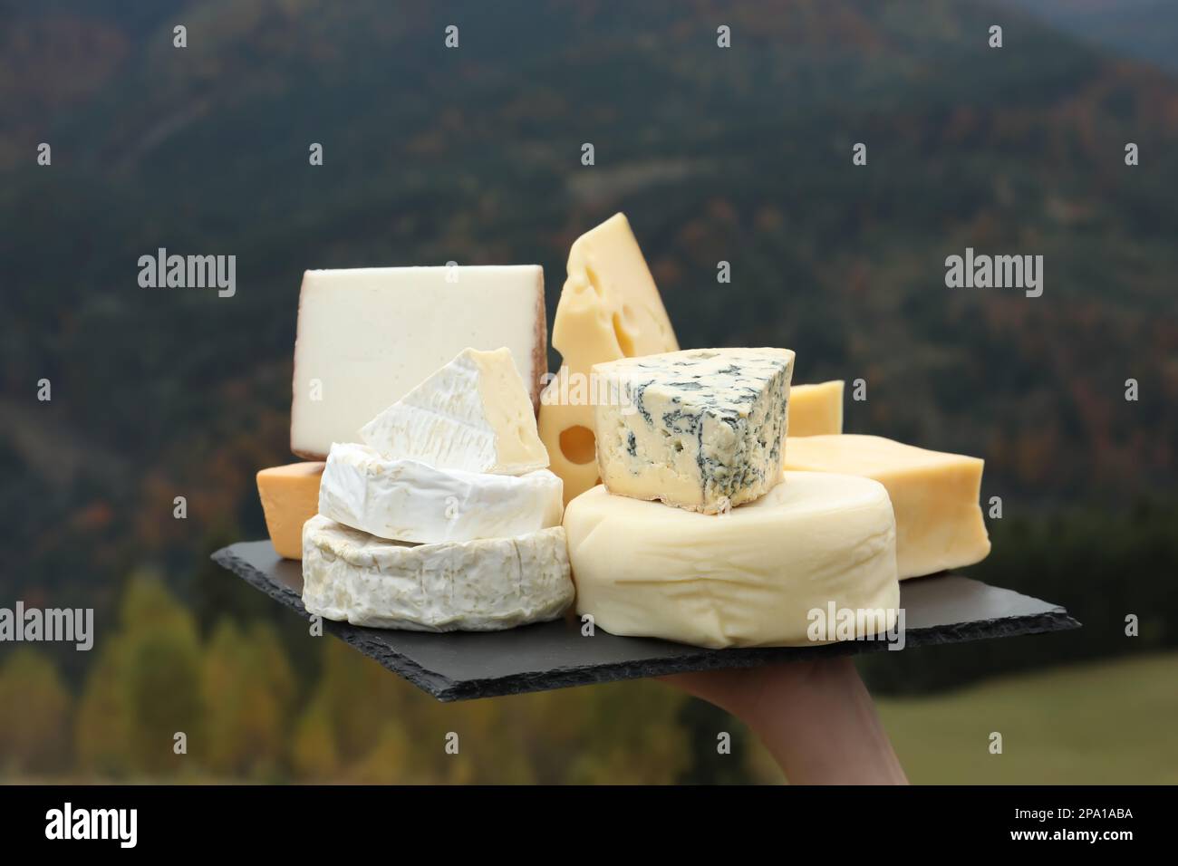 Slate Ridge Cheese Woman holding slate plate with different types of delicious cheeses ...