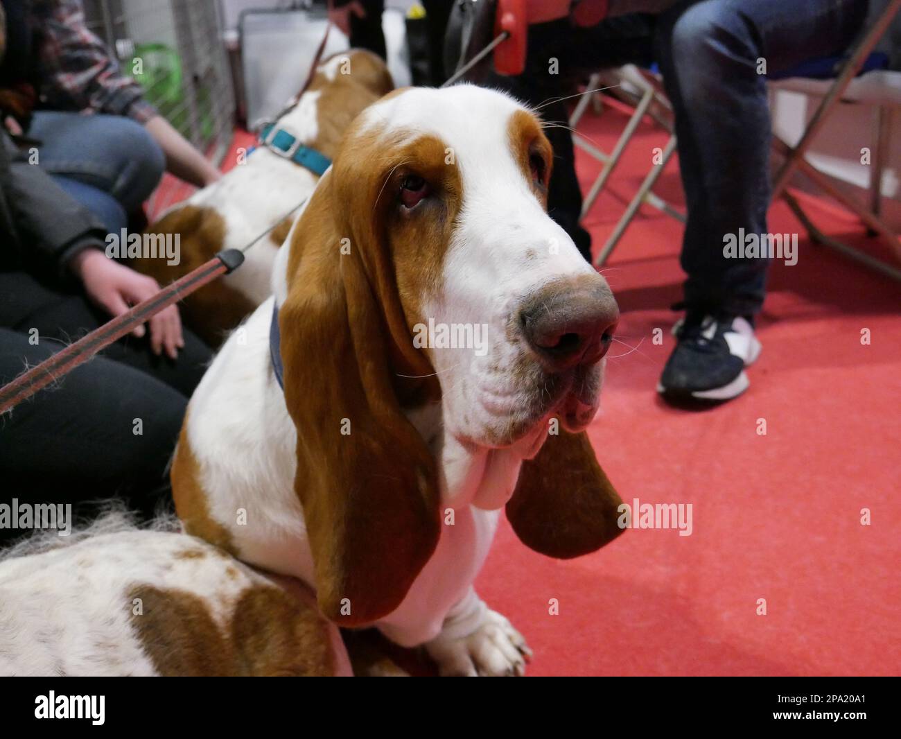 CRUFTS 2023 Birmingham UK Stock Photo