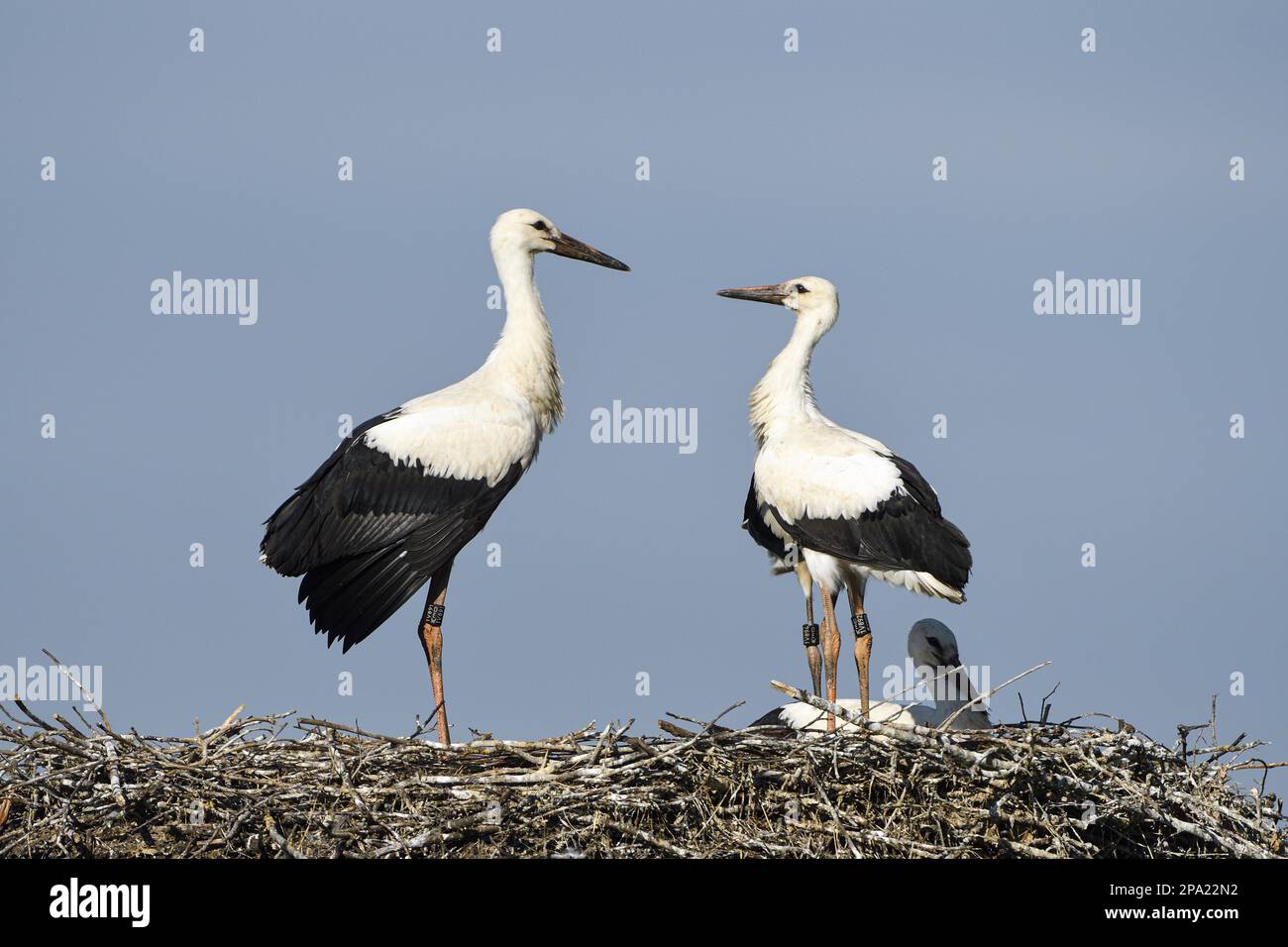 White Stork (Ciconia ciconia), adult and young birds in nest, two young birds threatening each other, Anholt, Lower Rhine, North Rhine-Westphalia Stock Photo