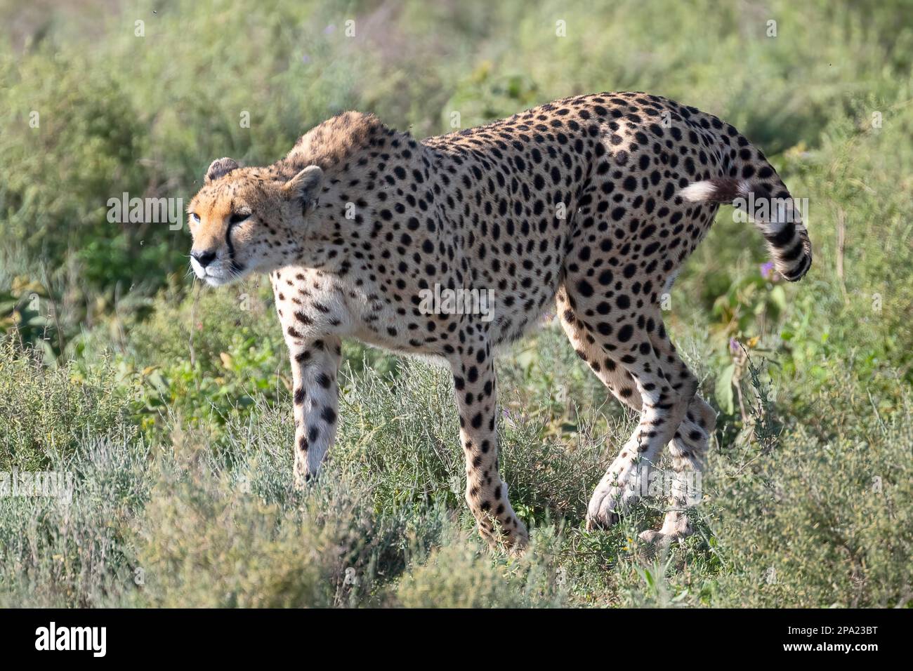 Cheetah (Acinonyx jubatus), female leopard stalks, Ndutu Conservation Area, Tanzania Stock Photo
