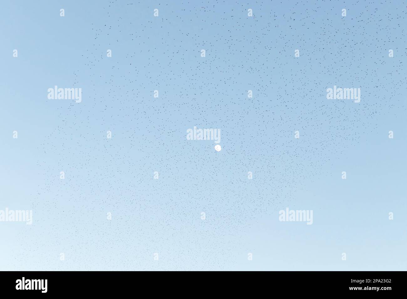 Group of birds flying hi-res stock photography and images - Alamy