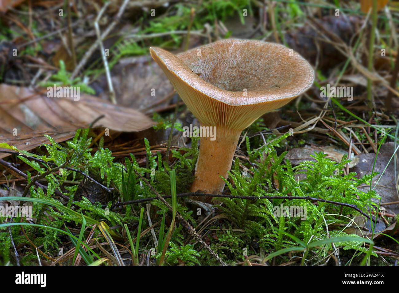 Funnel fungus in mixed forest, Bavaria, Germany Stock Photo
