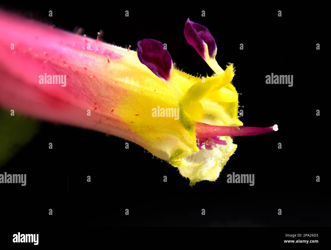 High magnification image of Cuphea ignea (Triple Crown) pink and yellow flower Stock Photo