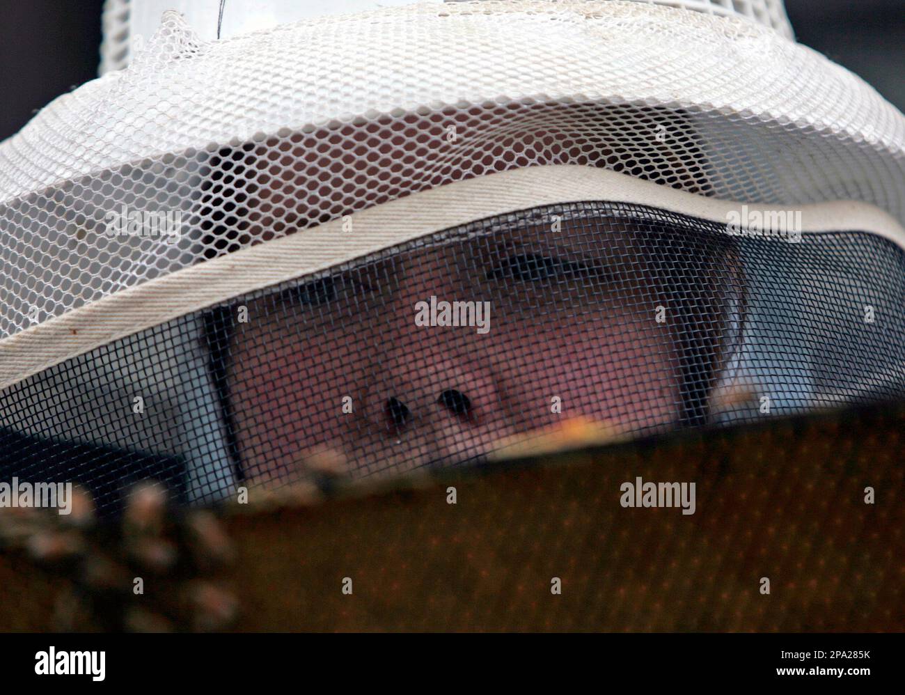 Cindy Barclay works with a beehive in her yard in Albany, N.Y