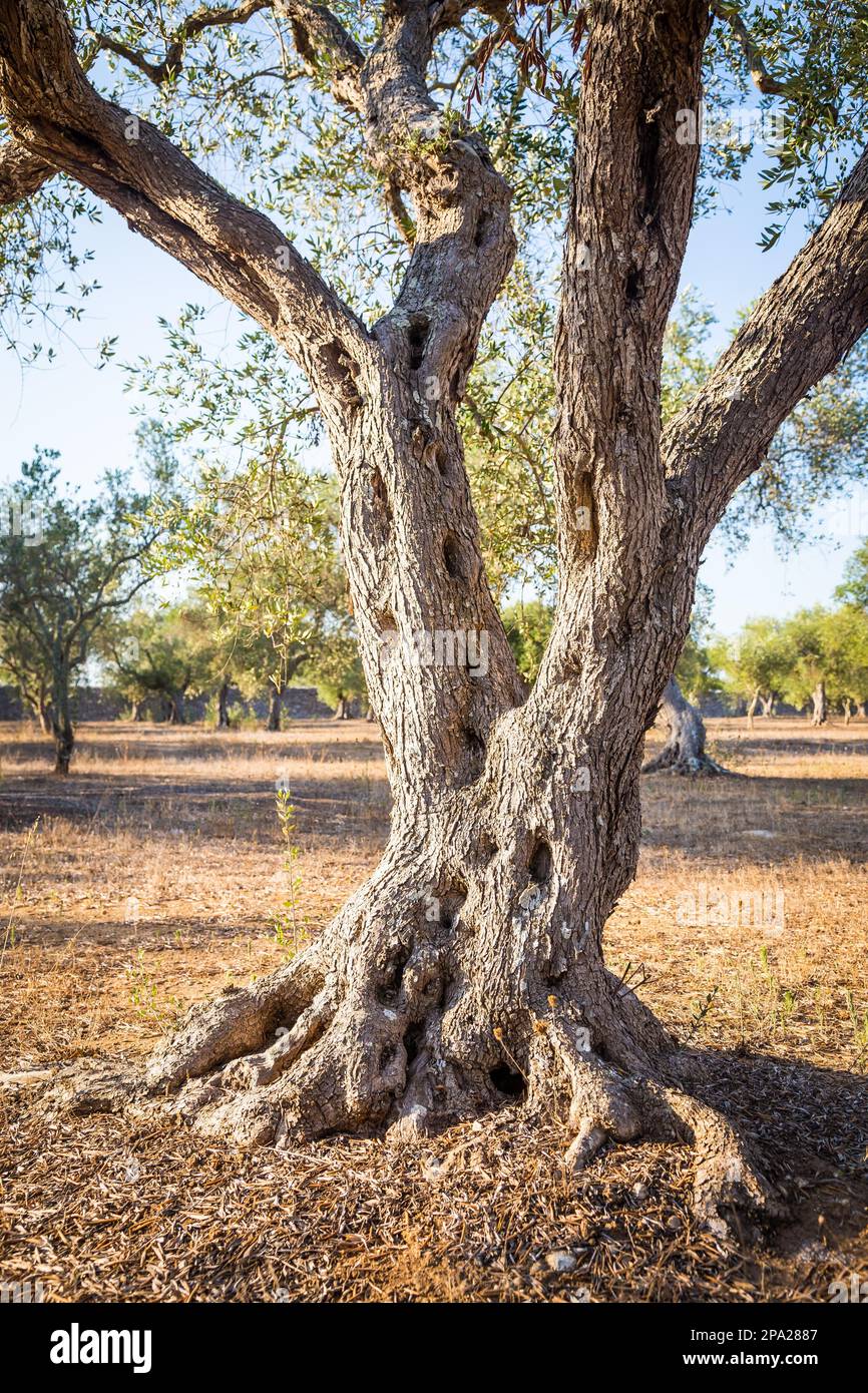 Italy, Puglia Region. One hundred years old olive tree detail Stock